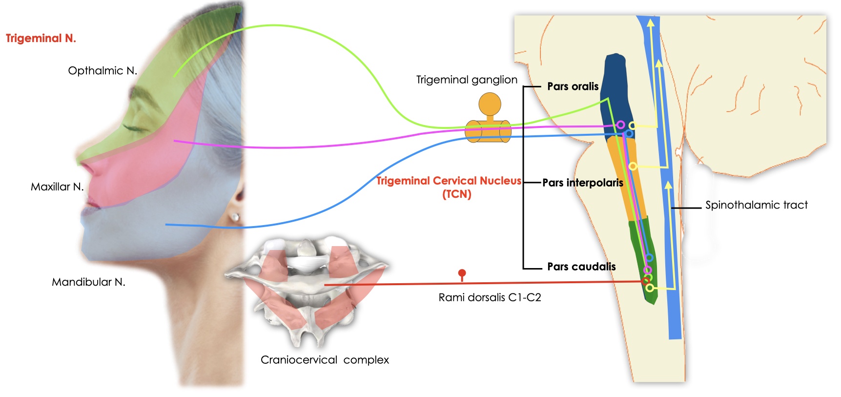 Trigeminal Nucleus Caudalis Trigeminal Nucleus Caudalis