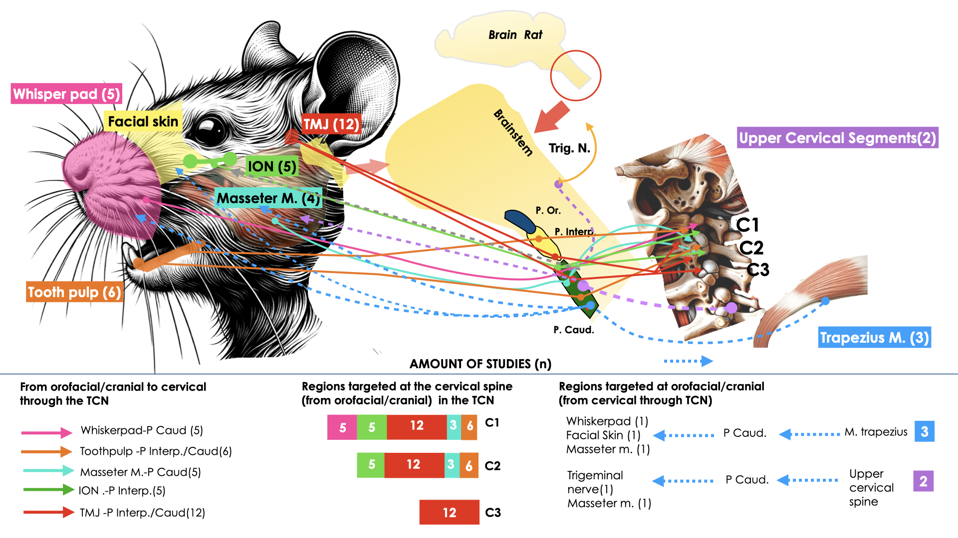 Visual representation in an 
anatomical map of the connections found from the analyzed studies. TCN: 
trigeminocervical nucleus; TMJ: Temporomandibular joint; ION: Inferior Orbital 
Nerve (Source: own illustration. Concept, idea of picture shared by Susan 
Armijo-Olivo and Harry von Piekartz).
