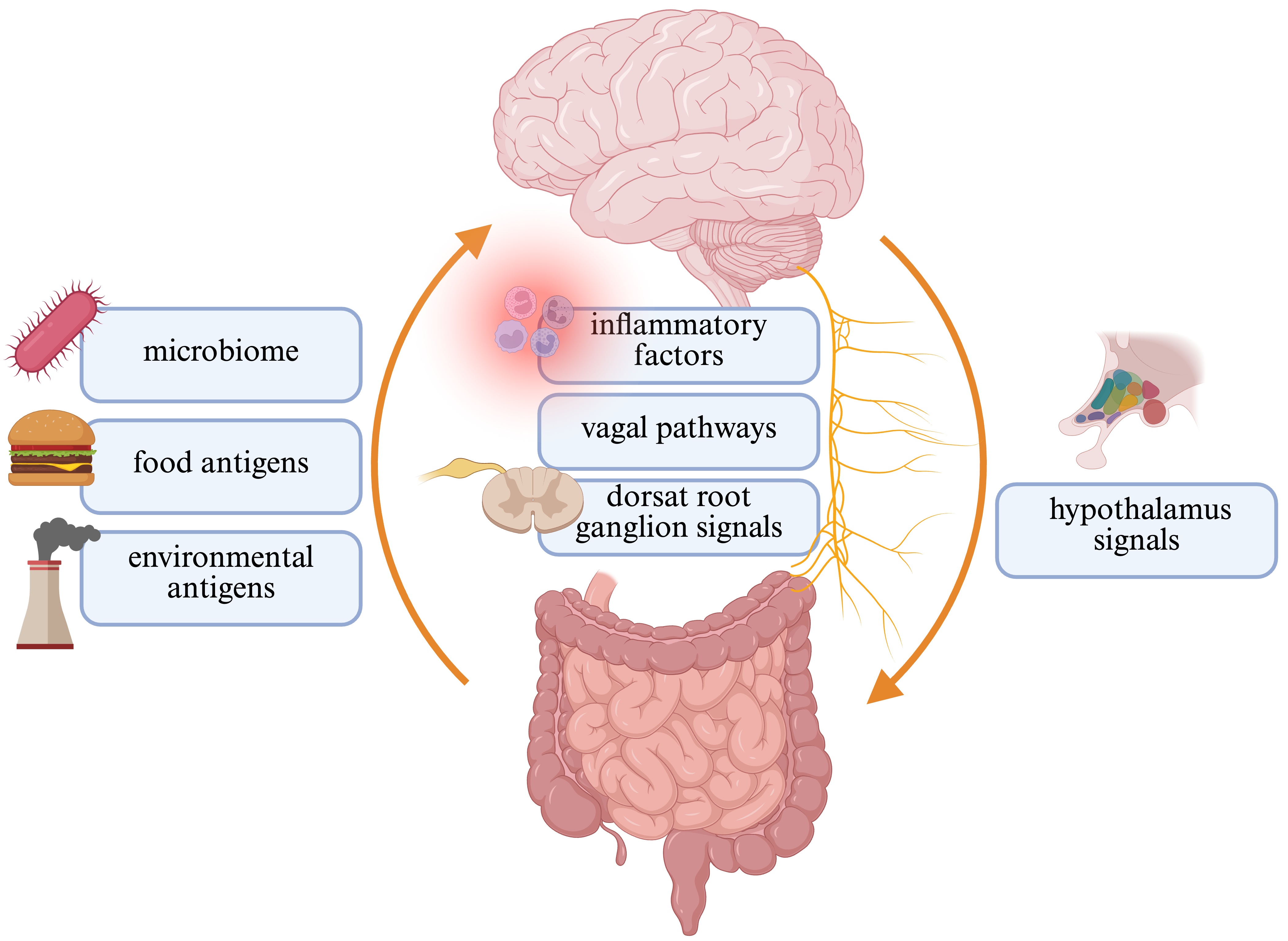 A graphical presentation of the main elements
contributing to the gut-brain axis functioning.