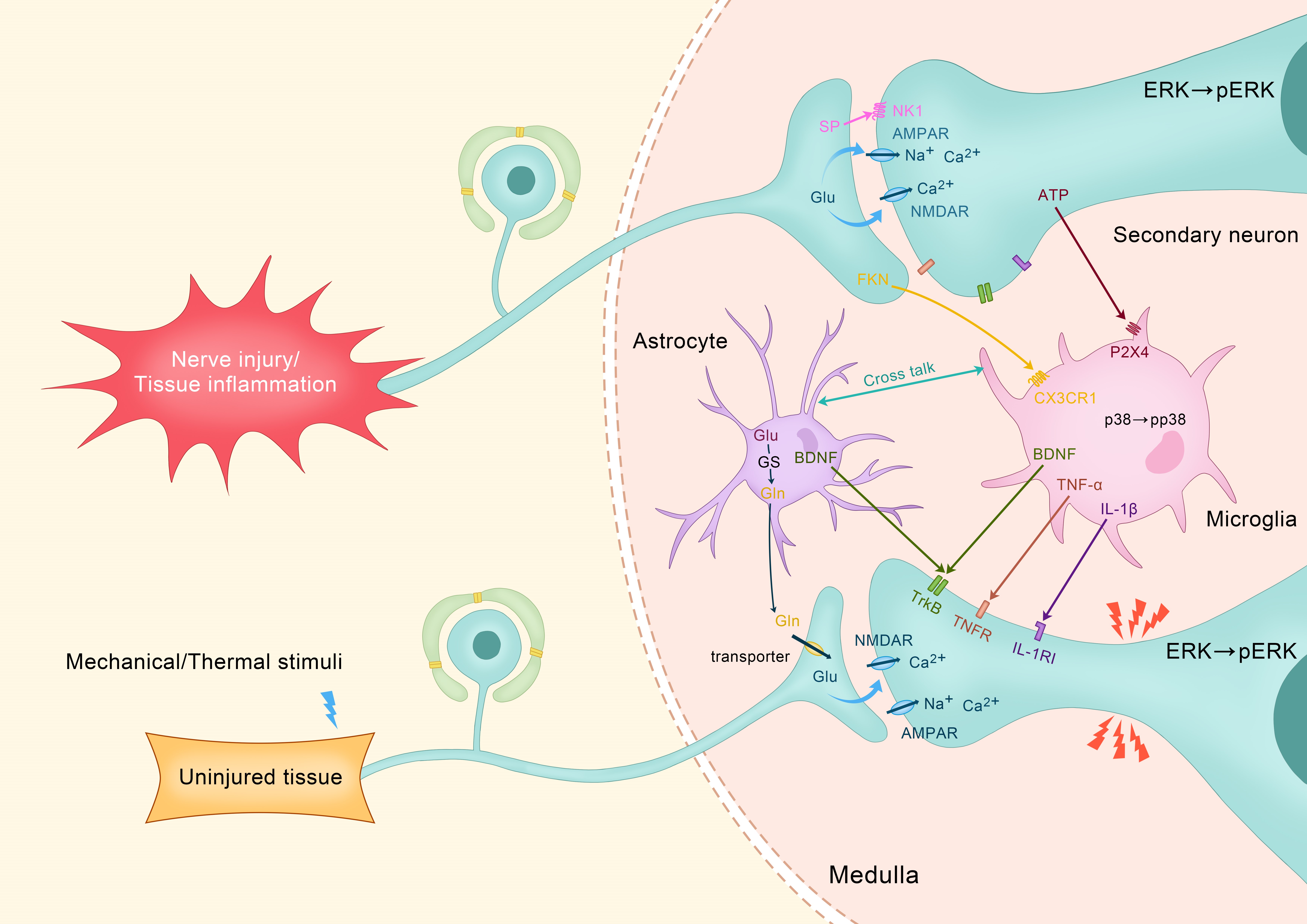 Neuroinflammatory Pathways and Cellular Interactions in Nerve 
Injury-Induced Pain Signaling. Abbreviations: AMPAR: 
α-amino-3-hydroxy-5-methyl-4-isoxazolepropionic acid receptor; ATP: 
adenosine triphosphate; BDNF: brain-derived neurotrophic factor; Ca2⁺: 
calcium ion; CX3CR1: C-X3-C motif chemokine receptor 1; ERK: extracellular 
signal-regulated kinase; FKN: fractalkine; Gln: glutamine; GLS: glutaminase; 
IL-1β: interleukin-1 beta; IL-1RI: interleukin-1 receptor type I; Na⁺: 
sodium ion; NMDAR: N-methyl-D-aspartate receptor; NK1: neurokinin-1 receptor; 
p38: p38 mitogen-activated protein kinase; Perk: phosphorylated ERK; P2X4: 
purinergic receptor P2X, ligand-gated ion channel 4; SP: substance P; THR: 
tyrosine kinase receptor; TLR4: toll-like receptor 4; TNF-α: tumor 
necrosis factor-alpha; TNFR: tumor necrosis factor receptor.
