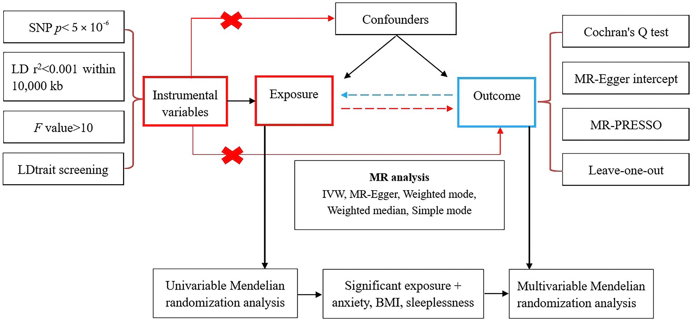 Flowchart of the study design. The red dotted line represented
the forward MR analyses, with temporomandibular disorders or bruxism as exposure
and head and neck pains as the outcome. The blue dotted line represented the
reverse MR analyses, with head and neck pains as exposure and temporomandibular
disorders or bruxism as the outcome. MR: Mendelian randomization; IVW: Inverse
variance weighted; SNPs: Single-nucleotide polymorphisms; BMI: body mass index;
LD: Linkage Disequilibrium; PRESSO: Pleiotropy
RESidual Sum and Outlier test.