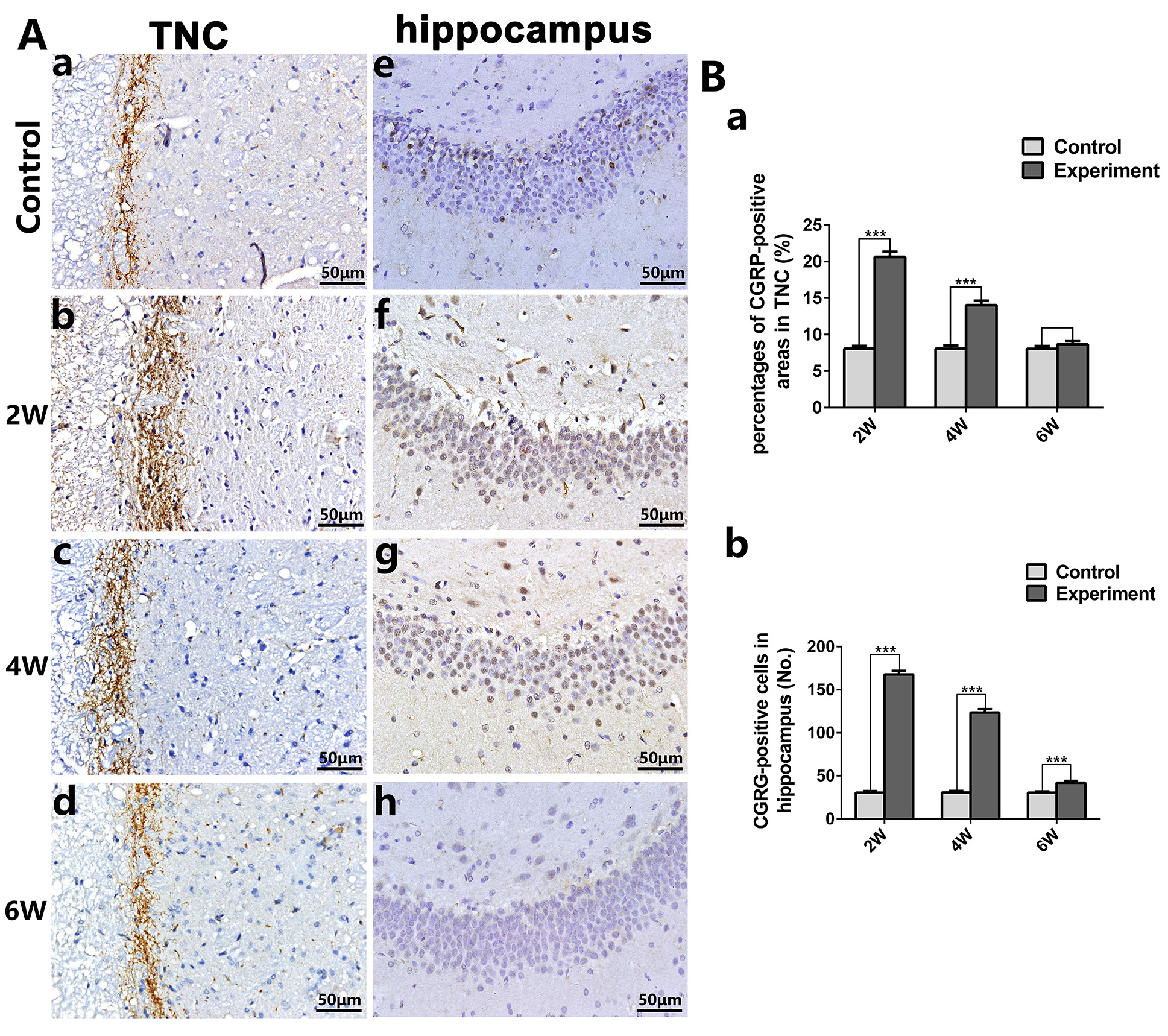 CGRP expression in the TNC 
and hippocampus. (A) In the control groups (a, e), immunohistochemical staining 
showed that few CGRP-immunoreactive fibers were observed in the TNC (a), and few 
CGRP-positive cells were observed in the hippocampus (e). While, CGRP expression 
in the TNC (b–d) and hippocampus (f–h) was significantly increased after MIA 
injection in the experimental groups, including 2, 4 and 6 weeks (b/f: 2 weeks 
MIA injection group, c/g: 4 weeks MIA injection group, d/h: 6 weeks MIA injection 
group; scale bar = 50 μm in (A)). (B) In the experimental groups, 
CGRP-immunoreactive fibers in the TNC (Fig. 5B-a) and CGRP-positive cells in the 
hippocampus (Fig. 5B-b) demonstrated a biphasic pattern, peaking at 2 weeks 
followed by gradual regression through 4- and 6-weeks groups 
(***p < 0.001). TNC: trigeminal nucleus caudalis; CGRP: 
calcitonin gene related peptide.