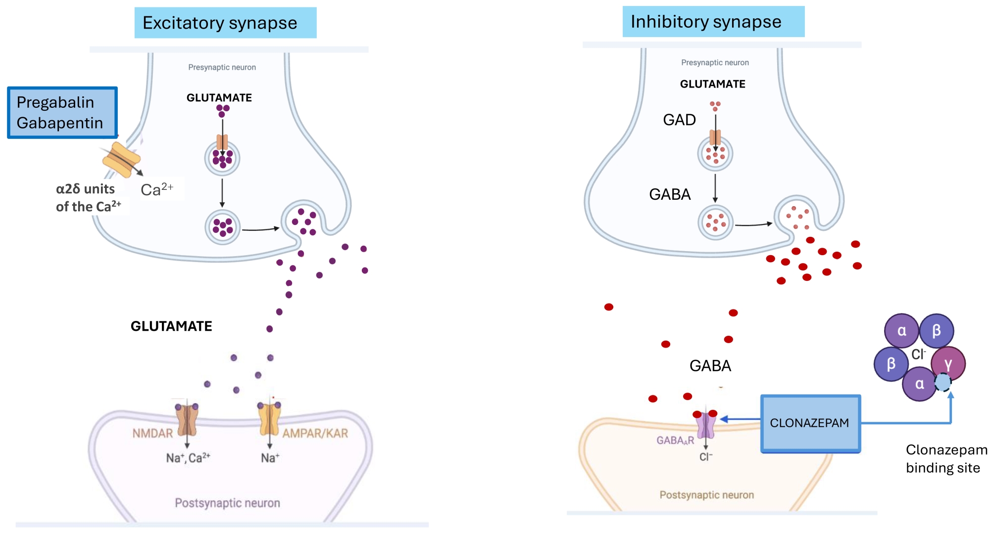 Mechanism of action of antiepileptic drugs. Pregabalin binds 
with high affinity to the alpha-2-delta subunit of voltage-gated calcium channels 
in the central nervous system. This subunit is an auxiliary component of these 
channels and modulates their function. By binding to the alpha-2-delta subunit, 
pregabalin reduces the influx of calcium ions (Ca2+) into neurons. This 
inhibition of calcium entry is particularly important in presynaptic excitatory 
neurons. The decreased calcium influx leads to a reduced release of excitatory 
neurotransmitters such as glutamate, norepinephrine, and substance P. These 
neurotransmitters are involved in the transmission of pain and other signals in 
the nervous system. By reducing the release of these excitatory 
neurotransmitters, pregabalin modulates synaptic transmission and neuronal 
excitability. Clonazepam binds to a specific site on the GABA-A receptor complex, 
which is distinct from the binding site of the endogenous neurotransmitter GABA 
(gamma-aminobutyric acid). This site is often referred to as the benzodiazepine 
binding site. Once bound, clonazepam acts as a positive allosteric modulator. 
This means it enhances the effect of GABA on the GABA-A receptor. The binding of 
clonazepam increases the receptor’s affinity for GABA, making it easier for GABA 
to activate the receptor, and when activated by GABA, it allows chloride ions 
(Cl−) to flow into the neuron. Clonazepam, by increasing GABA’s effect, 
enhances the opening of this chloride ion channel. The influx of chloride ions 
into the neuron results in hyperpolarization of the neuronal membrane. This makes 
it more difficult for the neuron to reach the threshold potential required for 
firing an action potential. As a result, neuronal excitability is reduced, 
leading to an overall inhibitory effect on neurotransmission. NMDAR: 
N-Methyl-D-Aspartate Receptor; AMPAR/KAR: 
α-amino-3-hydroxy-5-methyl-4-isoxazolepropionic acid receptor/Kainate 
Receptor; GAD: Glutamic Acid Decarboxylase.