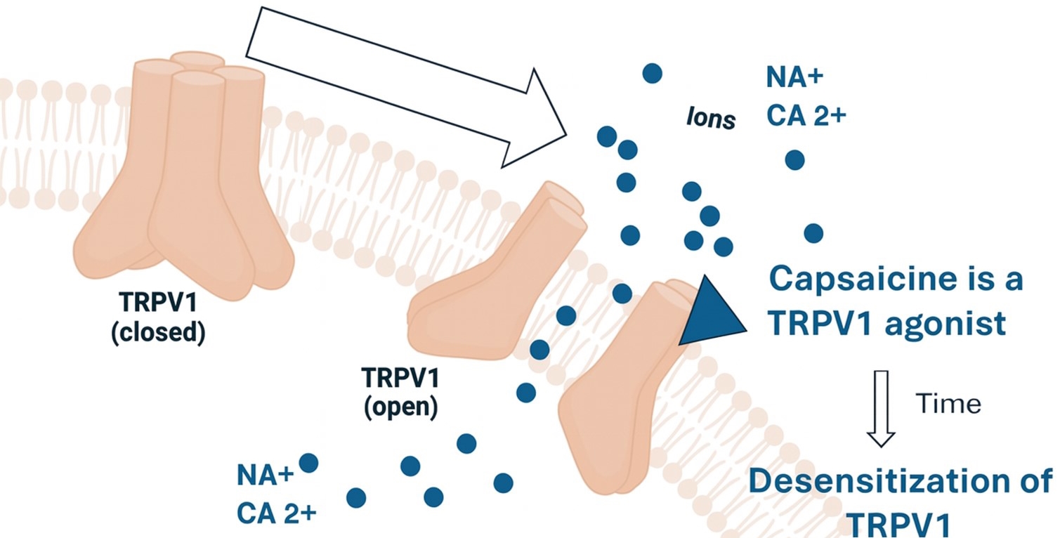 Capsaicin and TRPV1 receptors. Capsaicin exerts its effects 
primarily through its interaction with TRPV1 receptors, which are localized in 
the plasma membrane of Aδ and C fiber primary afferents. The 
inactivation of voltage-gated Na+ channels and direct pharmacological 
desensitization of TRPV1 receptors in the plasma membrane may contribute to an 
immediate reduction in neuronal excitability and responsiveness. Prolonged or 
repeated exposure to capsaicin results in the desensitization of TRPV1 receptors. 
This desensitization reduces the sensitivity of sensory neurons to painful 
stimuli, leading to an analgesic (pain-relieving) effect. The exact mechanisms of 
desensitization also involve the depletion of neuropeptides like substance P, 
desensitization of the TRPV1 channels themselves, and modulation of downstream 
signaling pathways. TRPV1: transient receptor potential vanilloid subtype 1.