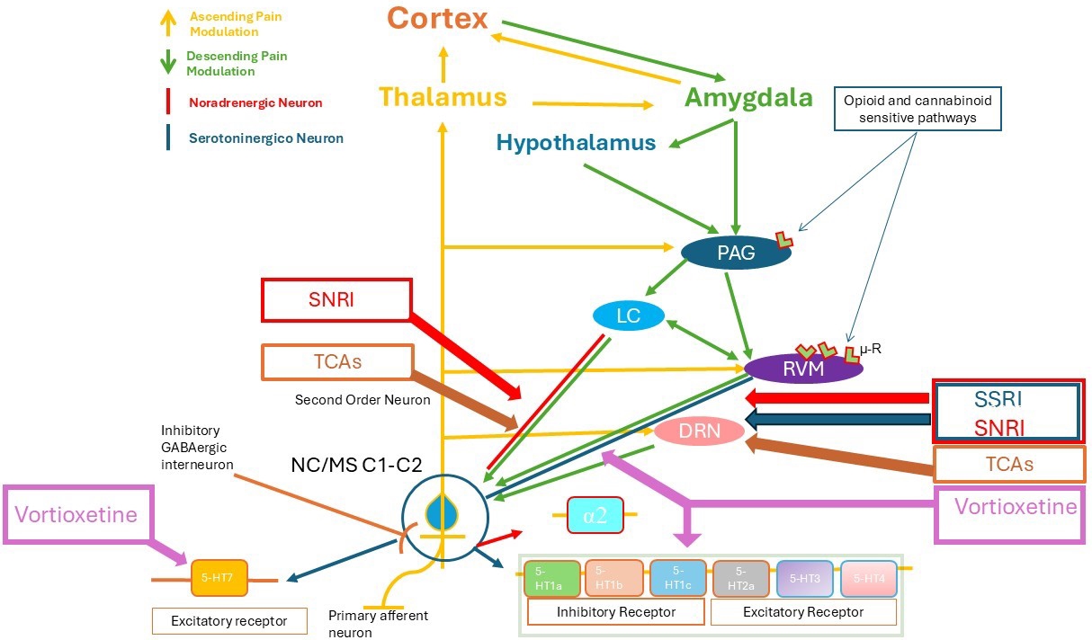 Descending pain modulation. There are several connections 
between the ascending and descending modulation systems. Descending modulation is 
mediated through projections from the amygdala to the periaqueductal gray (PAG), 
which also receives input from other brain areas including the hypothalamus. The 
PAG communicates with the rostral ventromedial medulla (RVM), which sends 
descending serotonergic projections to the Caudal Nucleus/Cervical Spinal Cord 
(NC/MS C1–C2), and with the locus coeruleus (LC), which sends inhibitory 
noradrenergic projections to the NC/MS C1–C2. Another descending modulation 
system involves neurons of the dorsal reticular nucleus (DRN). These circuits are 
sensitive to opioids because the PAG and the RVM are rich in µ receptors. 
The effect of serotonin (5HT) and noradrenaline (N) in the NC/MS C1–C2 can 
either inhibit or amplify pain, depending on the receptor subtype to which the 
neurotransmitters bind. Presynaptic activation of the 5-Hydroxytryptamine 
receptor 1B (5HT1B) receptor on the terminals of primary afferents has an 
anti-nociceptive effect because it reduces the release of glutamate in the NC/MS 
C1–C2, as does the activation of postsynaptic 5HT1A receptors on second-order 
neurons. In contrast, activation of the excitatory serotonin receptor 5HT7, 
identified in GABAergic interneurons of the NC/MS C1–C2, promotes the release of 
GABA, resulting in reduced excitability of secondary nociceptive neurons. 
Presynaptic activation of α2-adrenergic receptors inhibits the release 
of glutamate at the central nerve endings of primary nociceptive afferents and at 
the postsynaptic sites of second-order nociceptive neurons. SSRIs primarily act 
by blocking the reuptake of serotonin (5HT), increasing its availability in the 
synaptic cleft. In the diagram, they would modulate serotonergic neurons (blue 
pathways) at both the NC/MS C1–C2 and DRN, enhancing inhibitory control over pain 
pathways. SNRIs block the reuptake of both serotonin and norepinephrine, 
increasing their levels in the synapse. They would influence both serotonergic 
(blue pathways) and noradrenergic (red pathways) neurons, acting at NC/MS C1–C2 
and LC to provide pain relief through enhanced inhibition and reduced excitation. 
TCAs inhibit the reuptake of serotonin and norepinephrine, similar to SNRIs, but 
also affect other neurotransmitters. Their action would be on both serotonergic 
and noradrenergic neurons, enhancing descending inhibitory pathways at 
NC/MS C1–C2 and LC, as well as potentially affecting other areas of pain 
modulation such as DRN. Vortioxetine has a multimodal mechanism: it inhibits 
serotonin reuptake, acts as an agonist on 5HT1A receptors, partial agonist on 
5HT1B receptors, and antagonist on 5HT3, 5HT1D, and 5HT7 receptors. It would 
modulate serotonergic pathways (blue pathways) at various points, enhancing 
inhibitory signals and potentially reducing pain transmission through multiple 
receptor interactions. PAG: Mesencephalic periaqueductal gray; RVM: Rostral 
ventromedial medulla; NC/MS C1–C2: Caudal nucleus/Cervical spinal cord C1–C2; 
LC: Locus coeruleus; DRN: Dorsal reticular nucleus; µ-R: Opioid µ 
receptors; 5HT: Serotonin; N: Noradrenaline; α2: Noradrenergic 
receptor; TCAs: Tricyclic antidepressants; SSRI: Selective Serotonin Reuptake 
Inhibitors; SNRI: Serotonin and Noradrenaline Reuptake Inhibitors; GABA: 
gamma-aminobutyric acid.