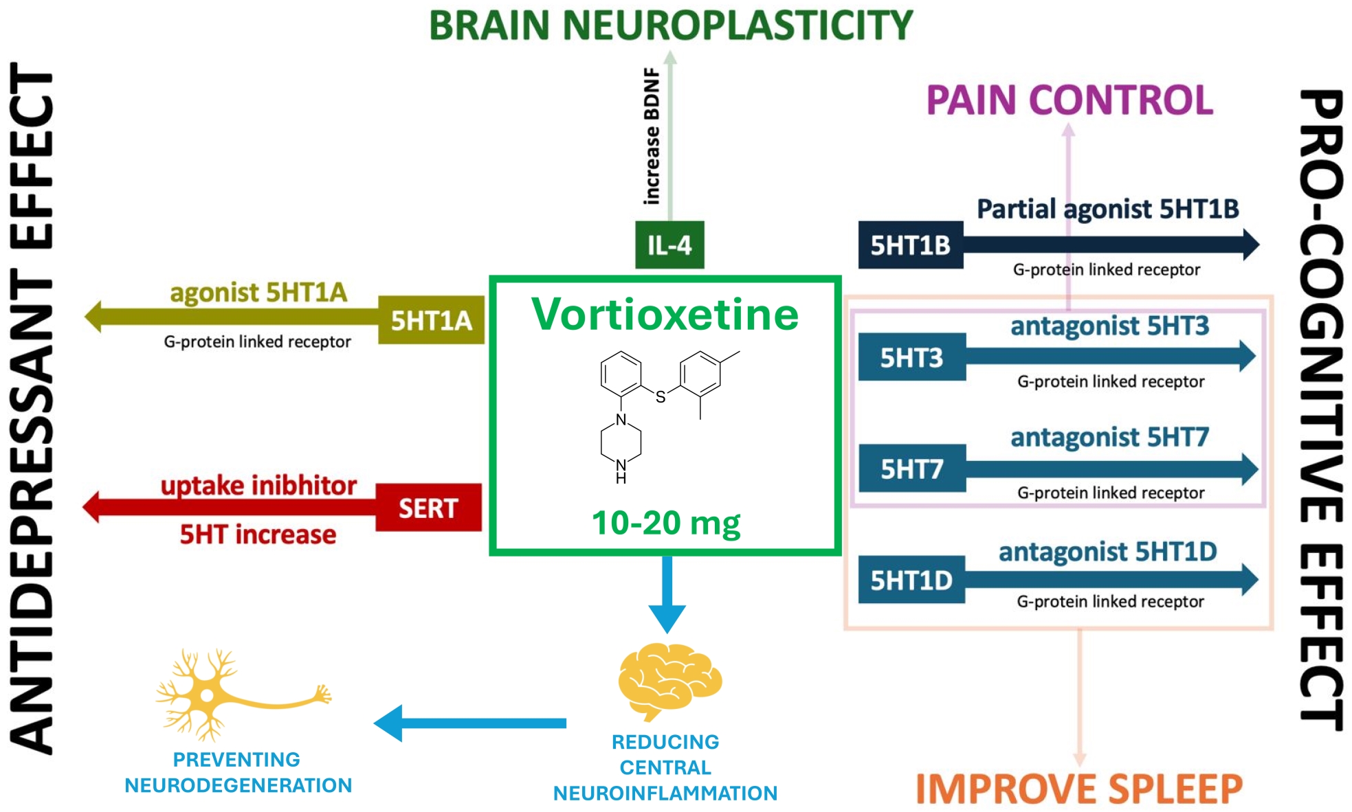Multifaceted mechanism of action of vortioxetine. Vortioxetine, 
administered at a dose of 10–20 mg, exerts a broad spectrum of effects through 
its interaction with various serotonin (5HT) receptors and the serotonin 
transporter (SERT). It acts as an agonist at 5HT1A receptors and a partial 
agonist at 5HT1B receptors, contributing to its antidepressant and pain control 
effects, respectively. Additionally, it inhibits serotonin reuptake by targeting 
SERT, leading to increased serotonin levels. Vortioxetine also functions as an 
antagonist at 5HT3, 5HT7, and 5HT1D receptors, which enhances its pro-cognitive 
effects and helps improve sleep. Furthermore, it promotes brain neuroplasticity 
by increasing brain-derived neurotrophic factor (BDNF) levels through 
interleukin-4 (IL-4) signaling.