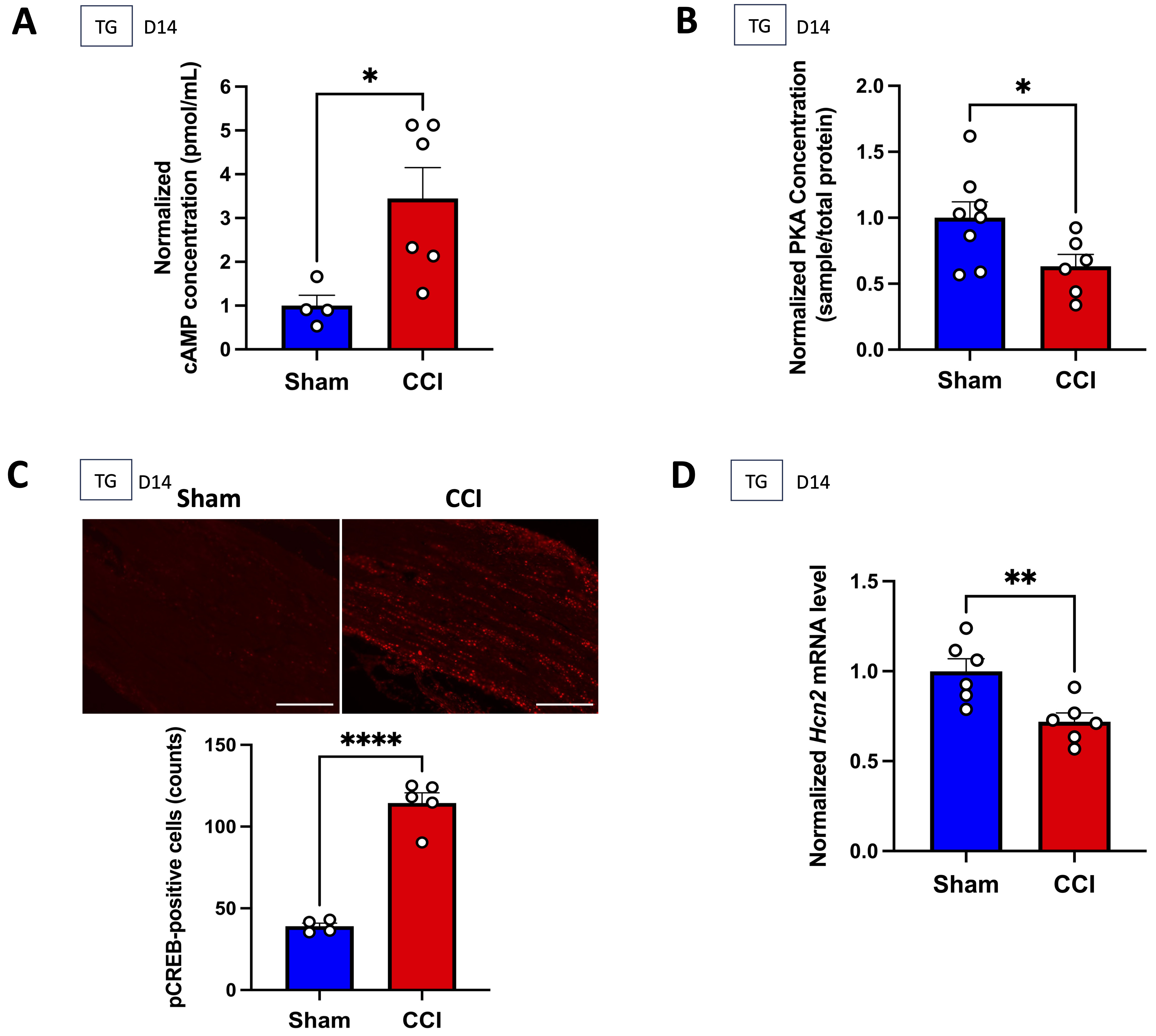 ION-CCI facilitated cAMP-PKA-pCREB signaling and altered Hcn2 
mRNA expression in TG. (A) The normalized concentration of cAMP in TG cells from 
the sham group and CCI group. *p = 0.026, unpaired t-test, n = 
4 and 6, respectively. (B) The normalized concentration of cytoplasmic PKA in TG 
from the sham group and CCI group. *p = 0.041, unpaired t-test, 
n = 8 and 6, respectively. Note that decreased cytoplasmic PKA in TG of CCI rats 
suggests that increased cAMP activated PKA and then the activated PKA 
translocated from the cytoplasm into the nucleus. (C) Immunohistochemistry for 
pCREB (red color puncta) in TG from the sham group and CCI group. Scale bar = 200 
µm. ****p  < 0.001, unpaired t-test, n = 4 and 5, 
respectively. (D) The normalized expression of Hcn2 mRNA in TG cells 
from the sham group and CCI group. **p = 0.007, unpaired 
t-test, n = 6 per group. CCI, Chronic Constriction Injury; TG, 
trigeminal ganglion; cAMP, cyclic adenosine monophosphate; PKA, protein kinase A; 
pCREB, phosphorylated cAMP response element-binding protein.