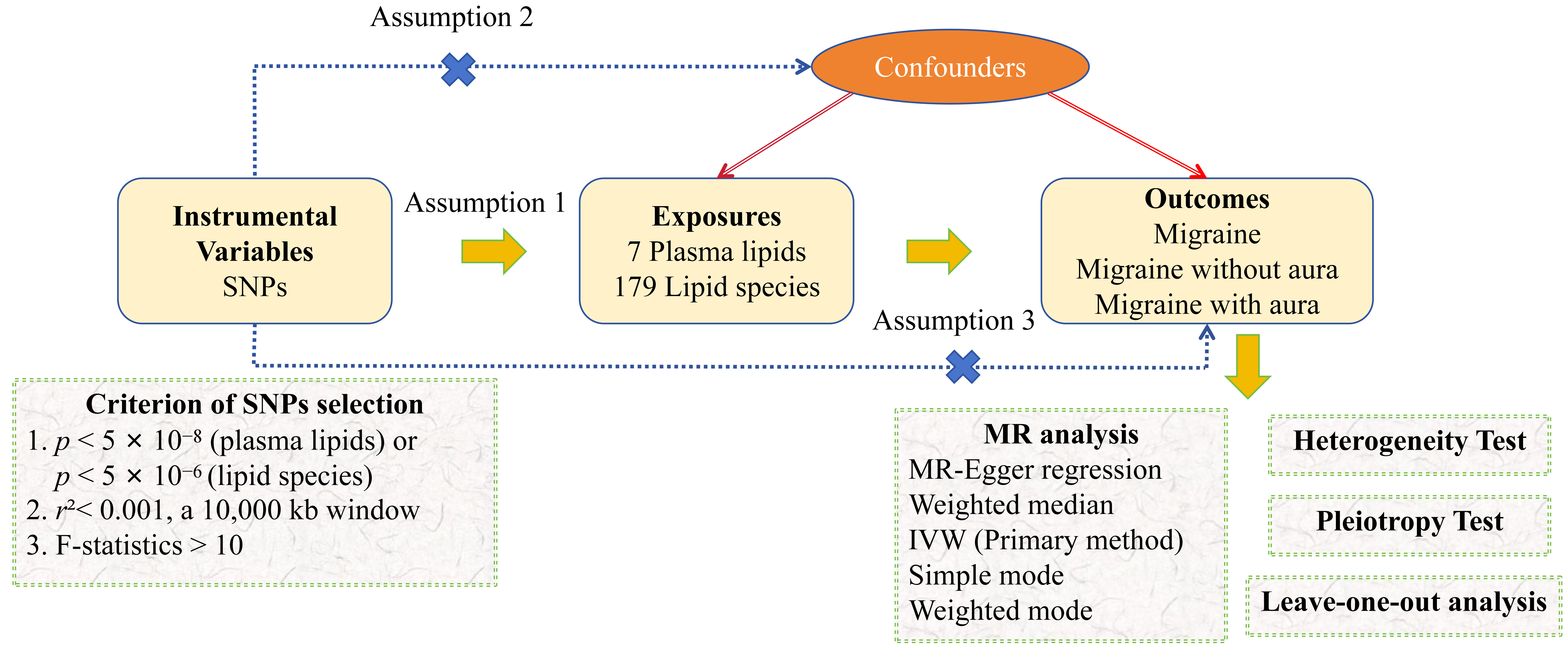 The flowchart of the Mendelian randomization study to explore 
causal associations between lipids and migraine. SNPs: single nucleotide 
polymorphisms; MR: Mendelian randomization; IVW: inverse-variance weighted.