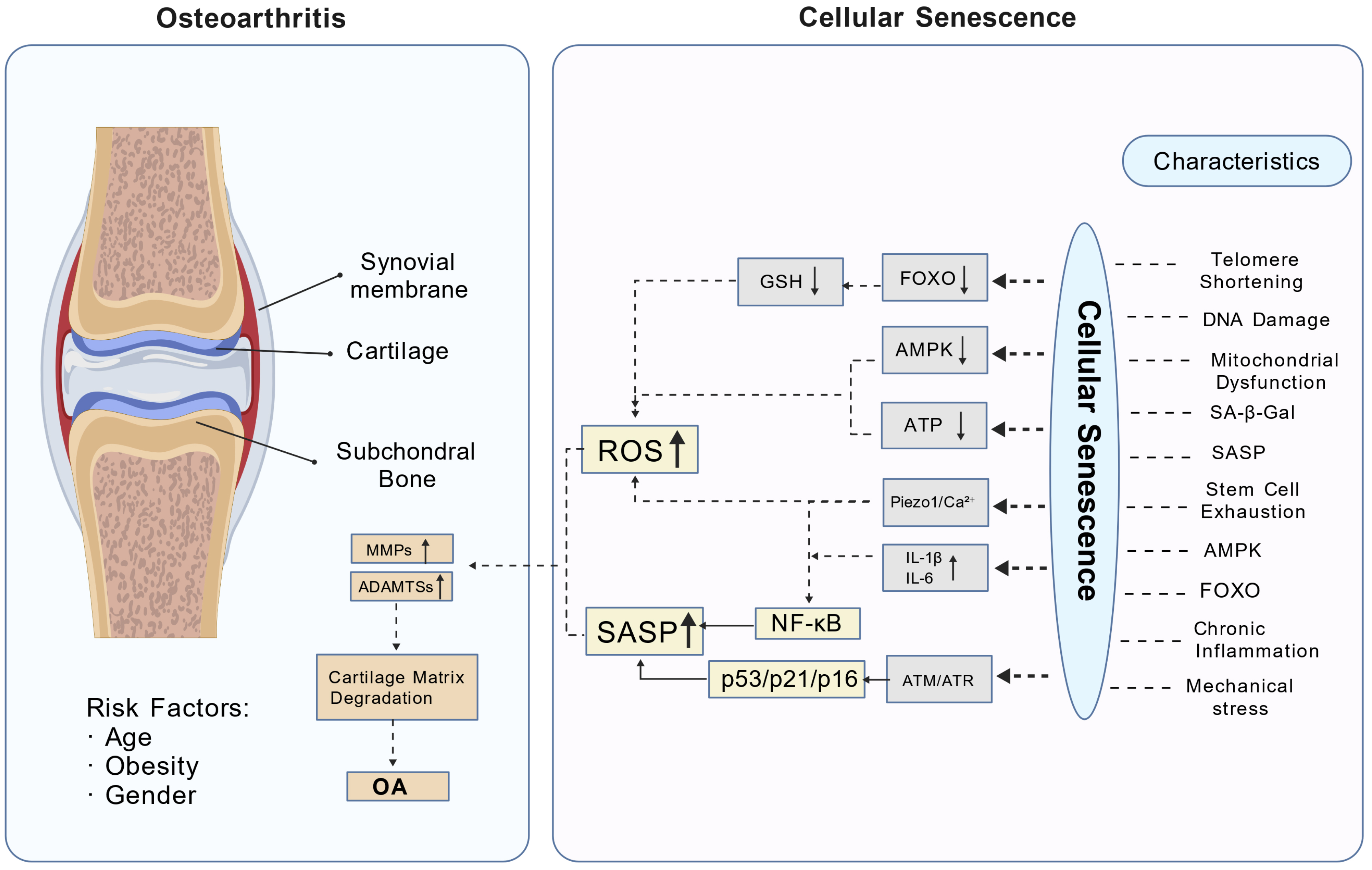 Molecular mechanisms of cellular senescence in OA. This diagram
illustrates how aging-related signaling pathways contribute to OA by inducing
oxidative stress and SASP. Mitochondrial dysfunction results in insufficient
adenosine triphosphate production, reduced FOXO activity, activation of the
Piezo1/Ca2+ channel in chondrocytes, and suppression of AMPK activity,
collectively leading to increased ROS generation. The resulting oxidative stress
promotes the release of matrix-degrading enzymes, including MMPs and ADAMTSs,
thereby accelerating cartilage matrix degradation and culminating in OA onset. In
addition, activation of the Piezo1/Ca2+ channel in chondrocytes by aberrant
mechanical stress, upregulation of chronic inflammatory factors such as
IL-1β and IL-6, and DNA damage-mediated activation of ATM and ATR
converge on the NF-κB pathway, leading to SASP factor secretion.
Ultimately, these processes drive OA progression through mechanisms analogous to
those mediated by ROS. MMPs: matrix metalloproteinases; OA: osteoarthritis;
GSH: glutathione; FOXO: Forkhead box; AMPK: Adenosine
monophosphate-activated protein kinase; ROS: reactive oxygen species; SASP:
senescence-associated secretory phenotype; IL: Interleukin; NF-κB:
Nuclear Factor-kappa B Signaling Pathway; ATM: Ataxia-Telangiectasia Mutated;
ATR: Ataxia-Telangiectasia and Rad3-Related; ↑:
increased expression; ↓: decreased expression;
ADAMTSs: A Disintegrin And Metalloproteinase with
ThromboSpondin Motifs; ATP: Adenosine Triphosphate.