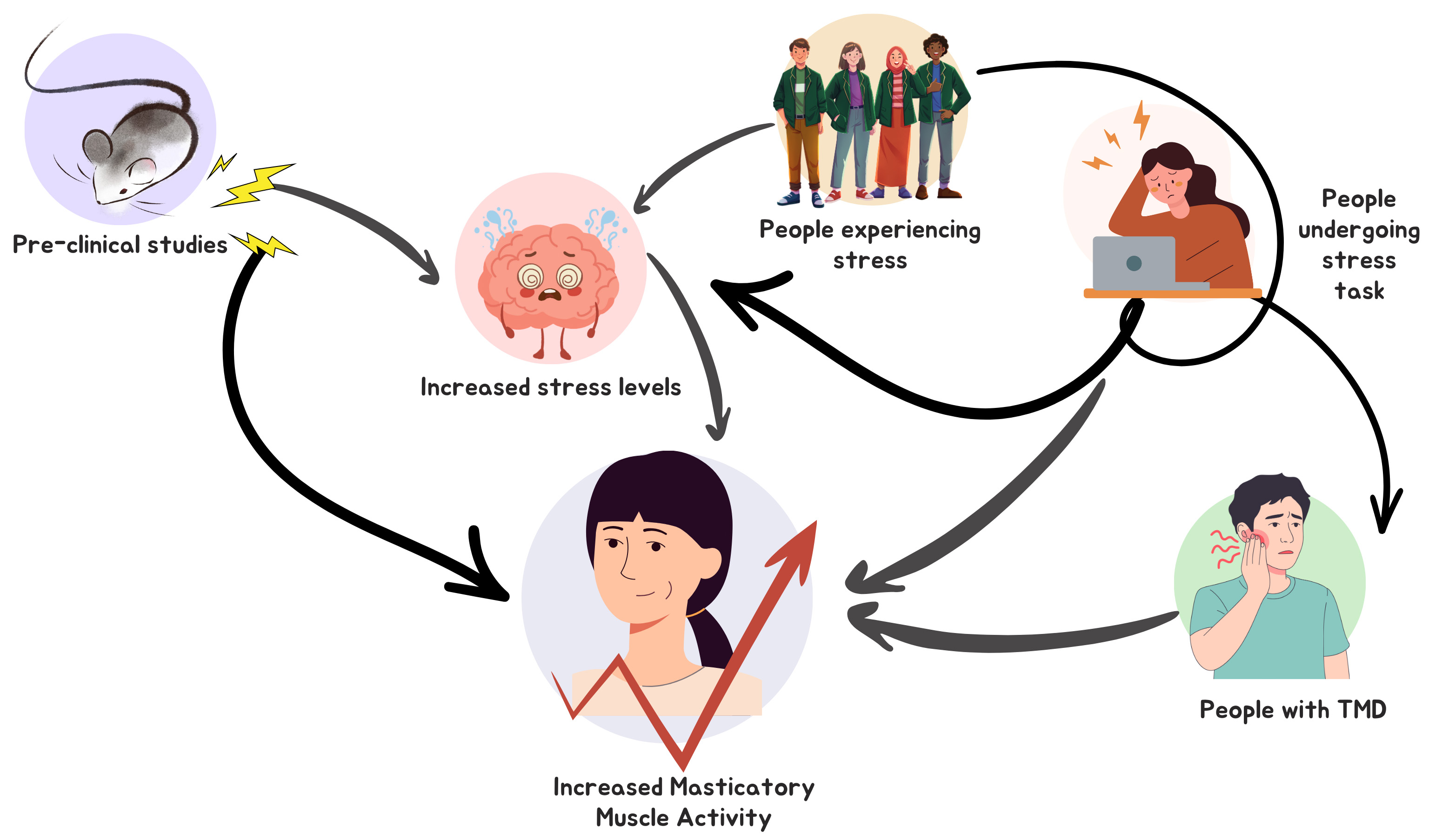 Summary of results that show that the connection between 
increased stress levels and increased masticatory muscle activity is present, but 
not necessary for stress experience to increase the masticatory muscle activity 
in animals or humans. TMD: Temporomandibular disorders.