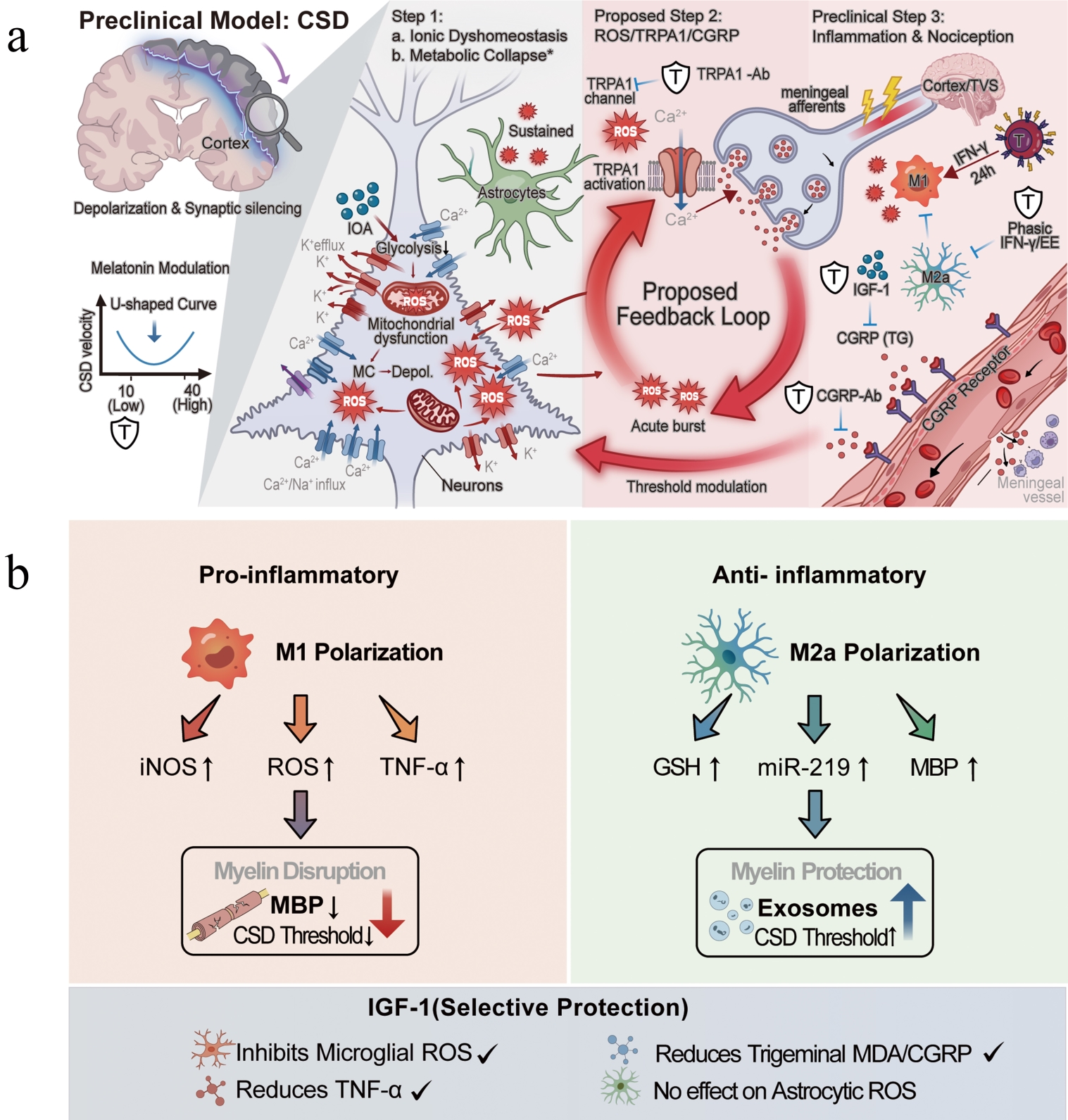Mechanisms of reciprocal CSD–redox modulation and 
compartment-specific interventions. Notes: (a) Proposed feedback loop and 
metabolic coupling. Illustration of CSD–redox interactions within preclinical 
models. Inset: High-dose melatonin paradoxically accelerates CSD (U-shaped 
modulation), disrupting physiological redox tone. Center: Under bioenergetic 
stress conditions (e.g., glycolytic inhibition), ionic dyshomeostasis 
and mitochondrial ROS precipitate MC* and sustained depolarization. 
Right: During the proposed step 2, ROS mediate TRPA1/CGRP activation in meningeal 
afferents (acknowledging clinical trial limitations), which may trigger 
IFN-γ-driven M1 polarization (Preclinical Step 3) and amplify CSD 
susceptibility via TNF-α signaling. (b) Microglial polarization and 
targeted IGF-1 stabilization. Top: Microglial phenotype modulates CSD thresholds. 
M1 polarization drives oxidative distress and myelin disruption 
(MBP↓), lowering thresholds; M2a polarization (EE/phasic 
IFN-γ) promotes oxidative eustress (GSH↑) and exosomal 
miR-219 release, increasing thresholds. Bottom: IGF-1 provides 
compartment-specific stabilization, selectively abrogating microglial 
ROS/TNF-α signaling while sparing astrocytic signaling pathways to 
preserve physiological redox gradients. *: MC reflects findings from 
acute stress models [14] under artificial bioenergetic conditions; TRPA1/CGRP 
(Step 2) and M1 polarization (Step 3) are proposed preclinical mechanisms with 
acknowledged translational limitations in human migraine pathophysiology. 
Ca2+: calcium ion; CSD: cortical spreading depression; ROS: reactive oxygen 
species; MC: metabolic collapse; TRPA1: transient receptor potential ankyrin 1; 
CGRP: calcitonin gene-related peptide; IFN: interferon; EE: environmental 
enrichment; IGF: insulin-like growth factor; iNOS: inducible nitric oxide 
synthase; TNF: tumor necrosis factor; GSH: glutathione; MDA: malondialdehyde; 
K+: potassium ion; Na+: sodium ion; IOA: iodoacetate; TVS: 
trigeminovascular system; TG: trigeminal ganglion; MBP: myelin basic protein.