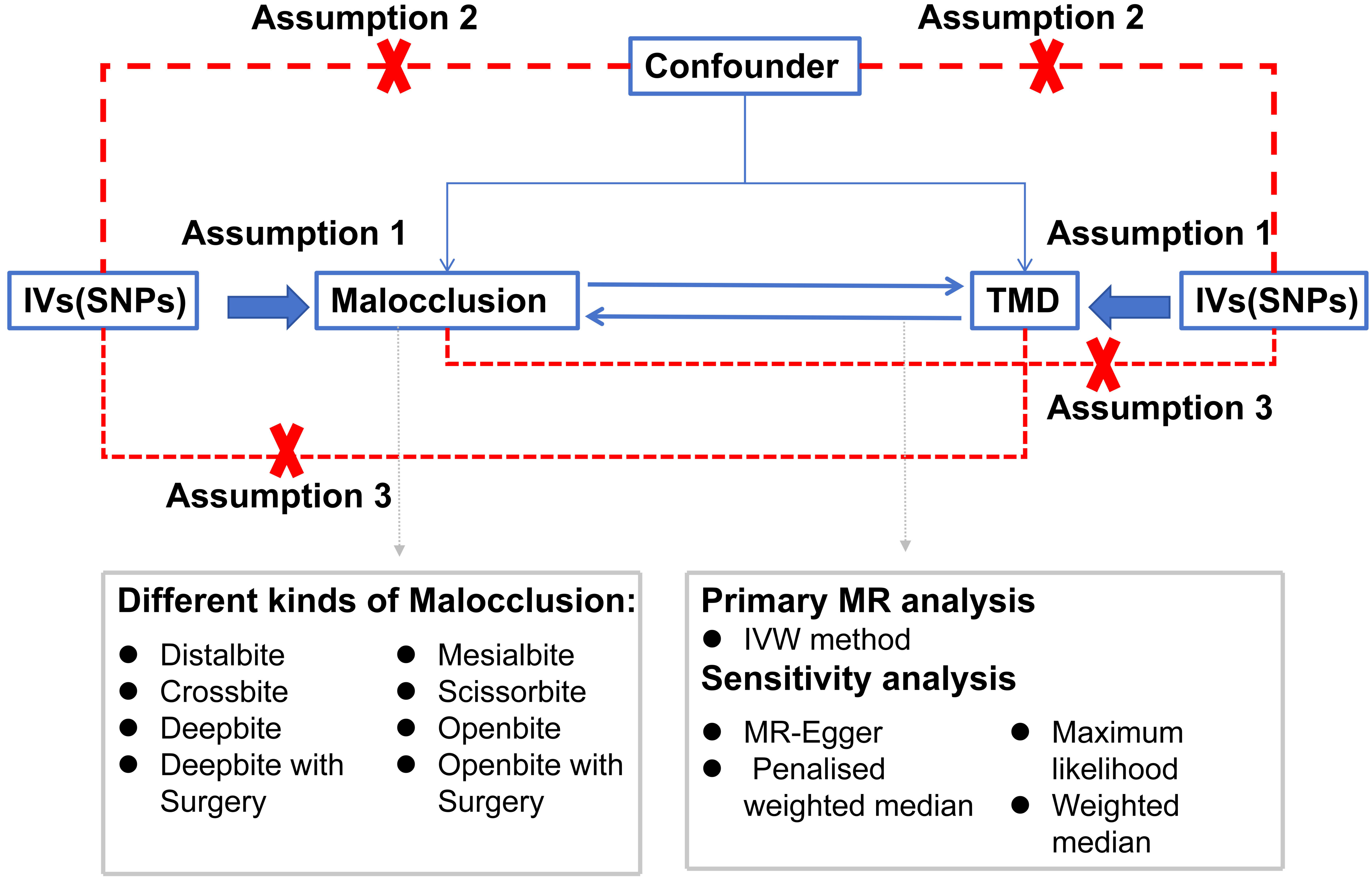 Schematic overview of the study design. IVs: instrumental
variables; TMD: temporomandibular joint disorders; MR: Mendelian randomization;
IVW: inverse variance weighted; SNPs: Single Nucleotide Polymorphisms.